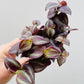 Bilde av Tradescantia zebrina purple-Spanne Plantesalg