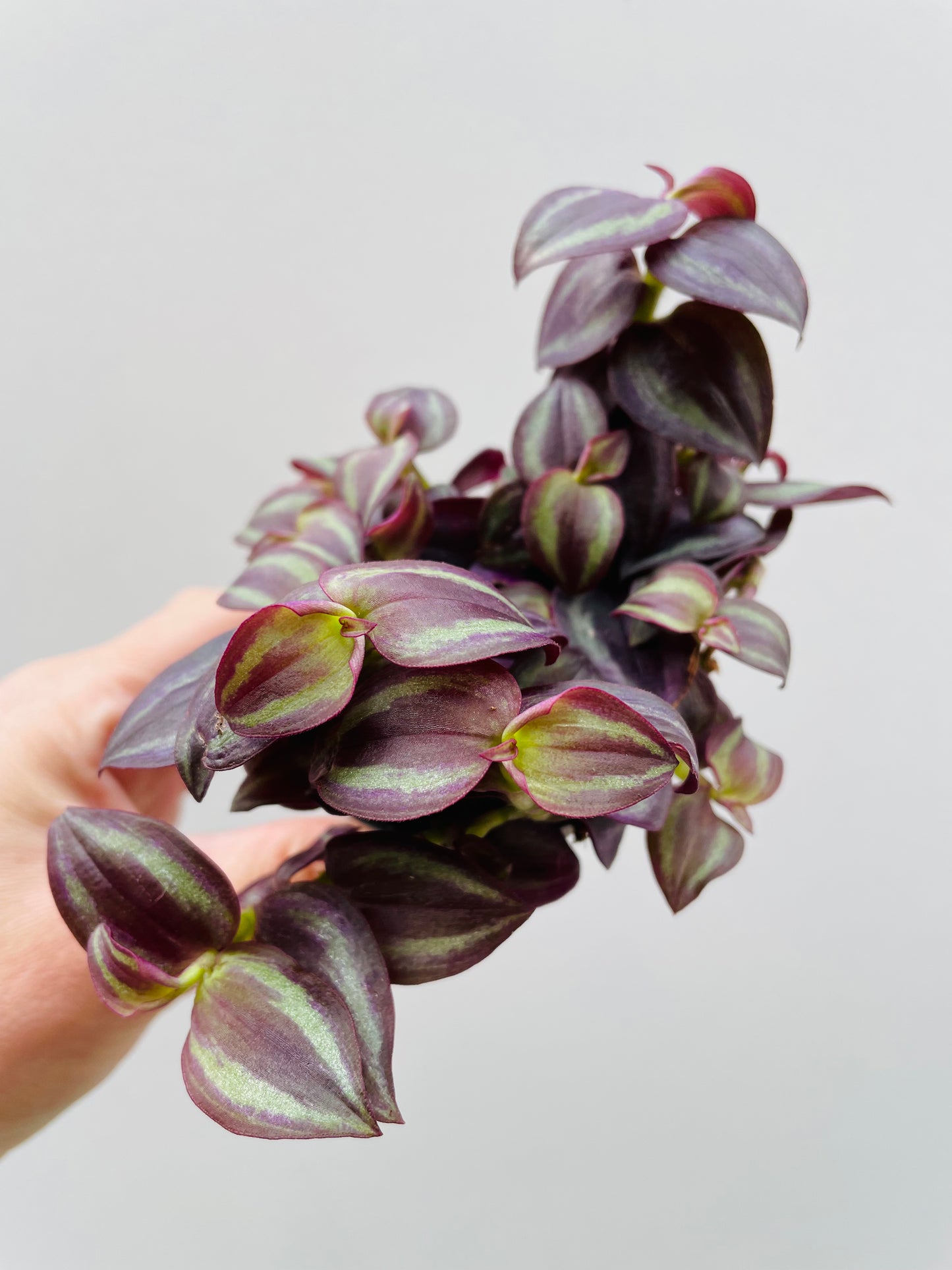 Bilde av Tradescantia zebrina purple-Spanne Plantesalg