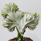 Bilde av Euphorbia lactea 12 cm potte-Spanne Plantesalg