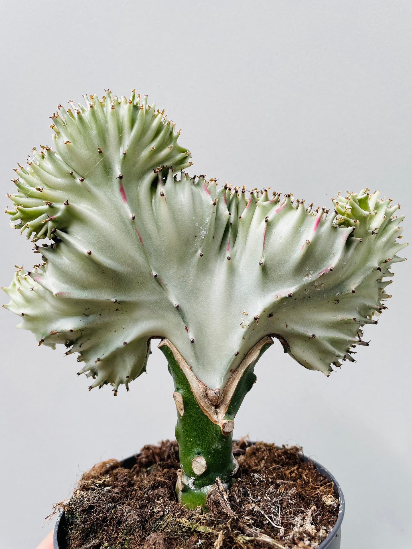 Bilde av Euphorbia lactea 12 cm potte-Spanne Plantesalg