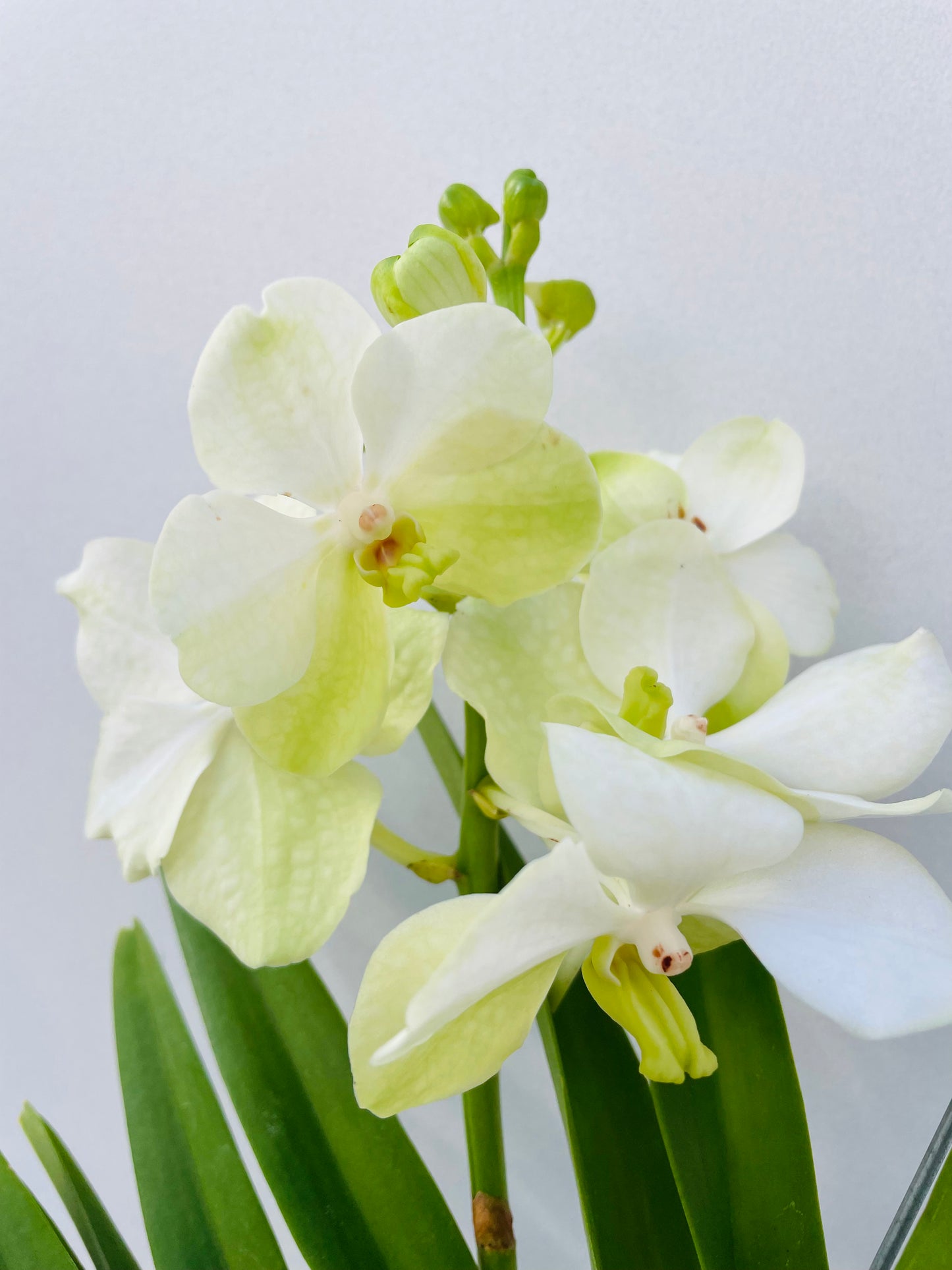 Vanda 4