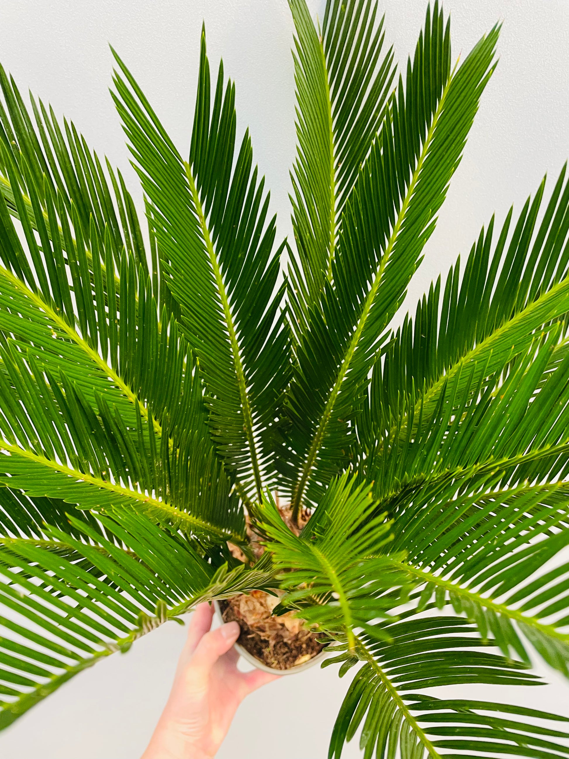 Bilde av Cycas revoluta-Spanne Plantesalg