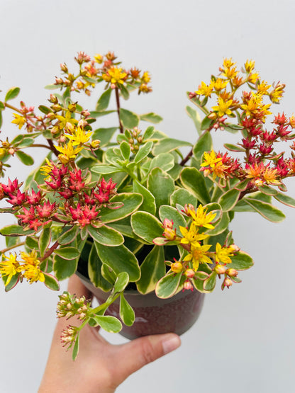 Sedum kamtschaticum variegatum