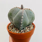 Bilde av Astrophytum myriostigma-Spanne Plantesalg