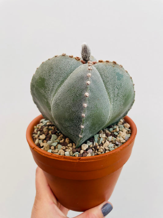 Bilde av Astrophytum myriostigma-Spanne Plantesalg