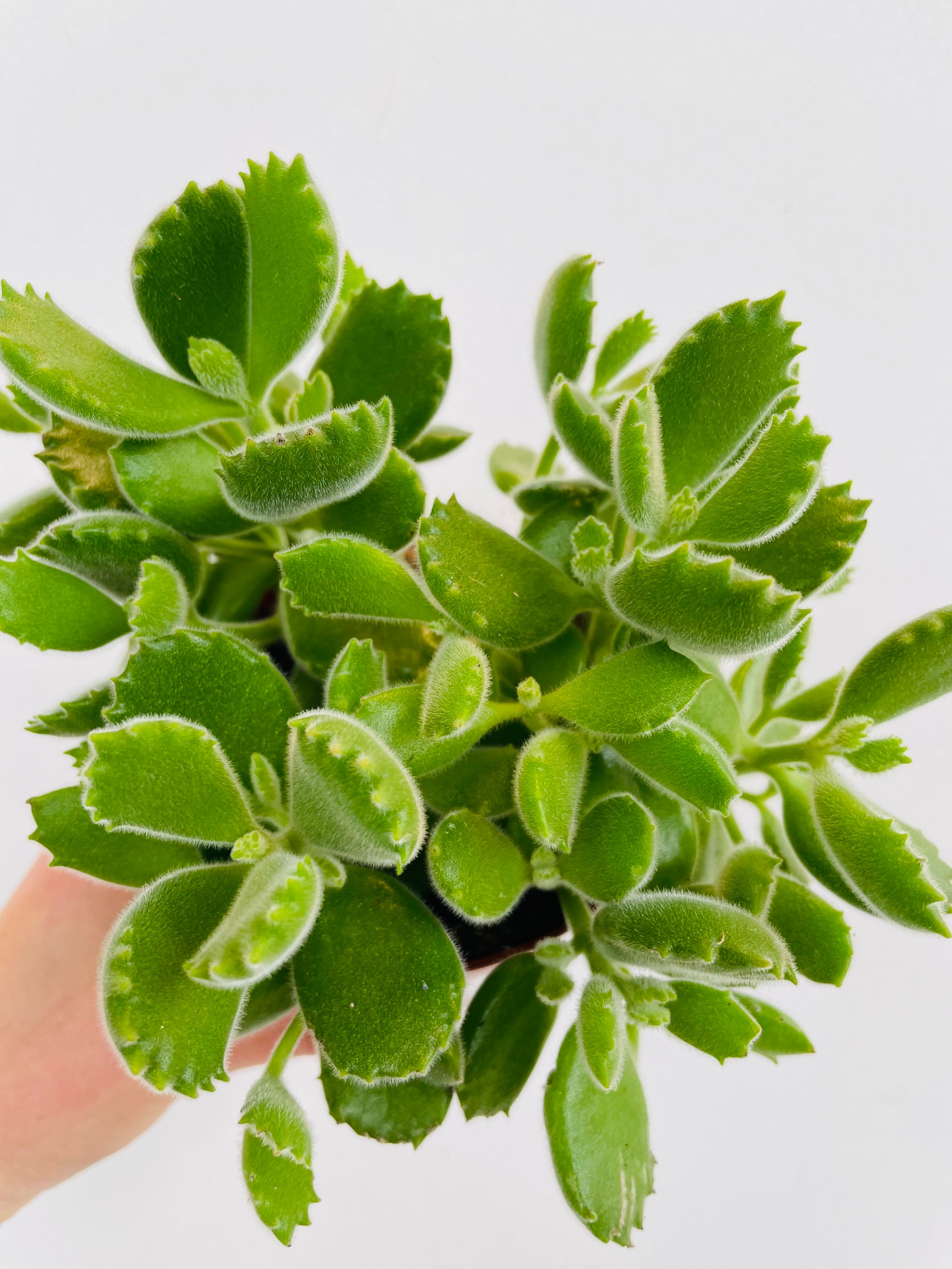 Bilde av Cotyledon ‘Green Footprint’-Spanne Plantesalg