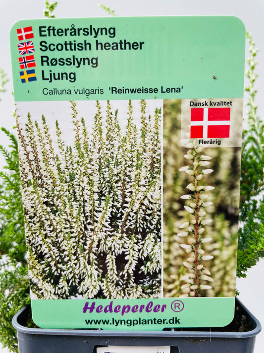 Calluna vulgaris ‘Lena’ hvit
