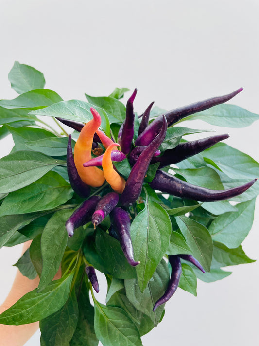 Bilde av Capsicum ‘Maya Caramba’-Spanne Plantesalg