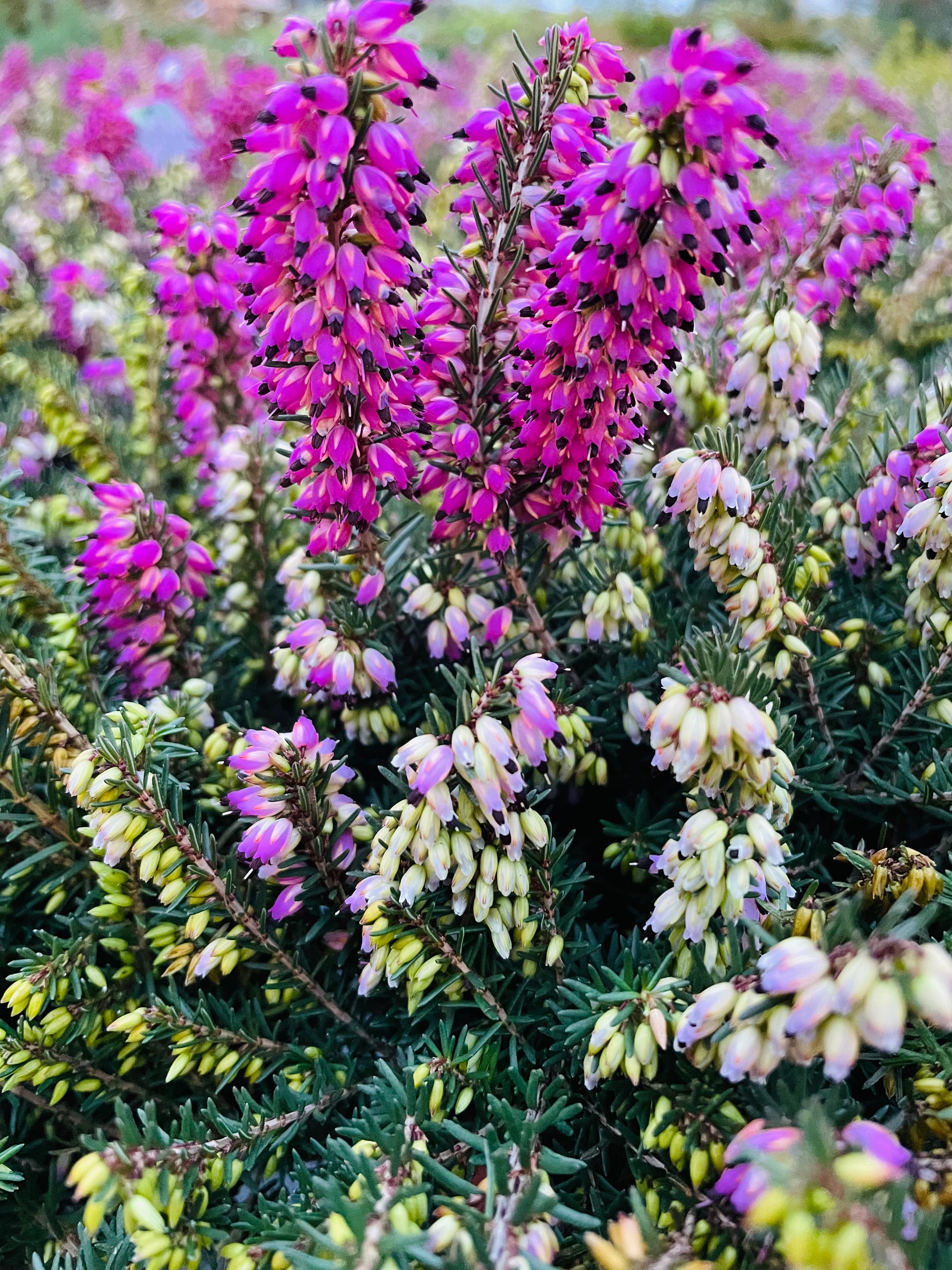 Bilde av Erica darleyensis-Spanne Plantesalg