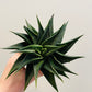 Bilde av Haworthia ‘Twist’ 6 cm potte-Spanne Plantesalg