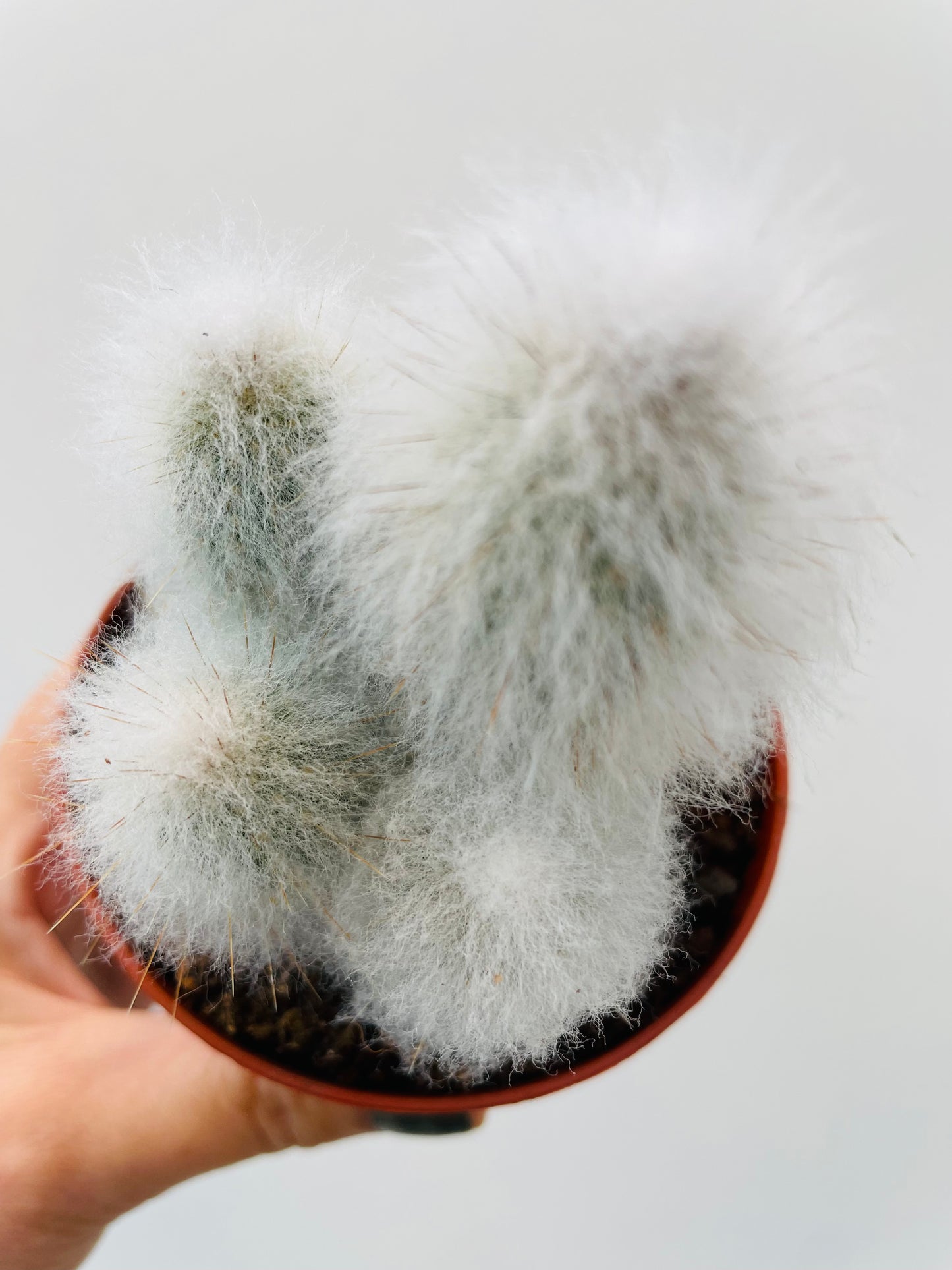 Espostoa lanata ‘Old Man Cactus’