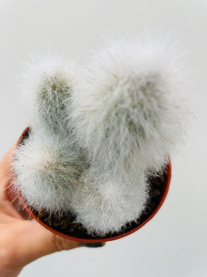 Espostoa lanata ‘Old Man Cactus’
