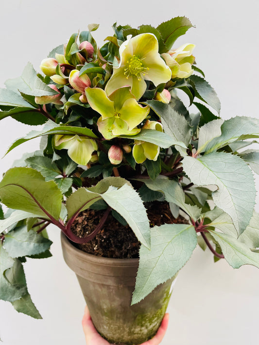 Bilde av HELLEBORUS X ERI. MONTE CHRISTO®'-Spanne Plantesalg