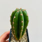 Bilde av Trichocereus sp. 1-Spanne Plantesalg