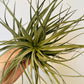 Bilde av Tillandsia Ionantha Silver-Spanne Plantesalg