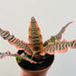 Cryptanthus ‘Elaine’