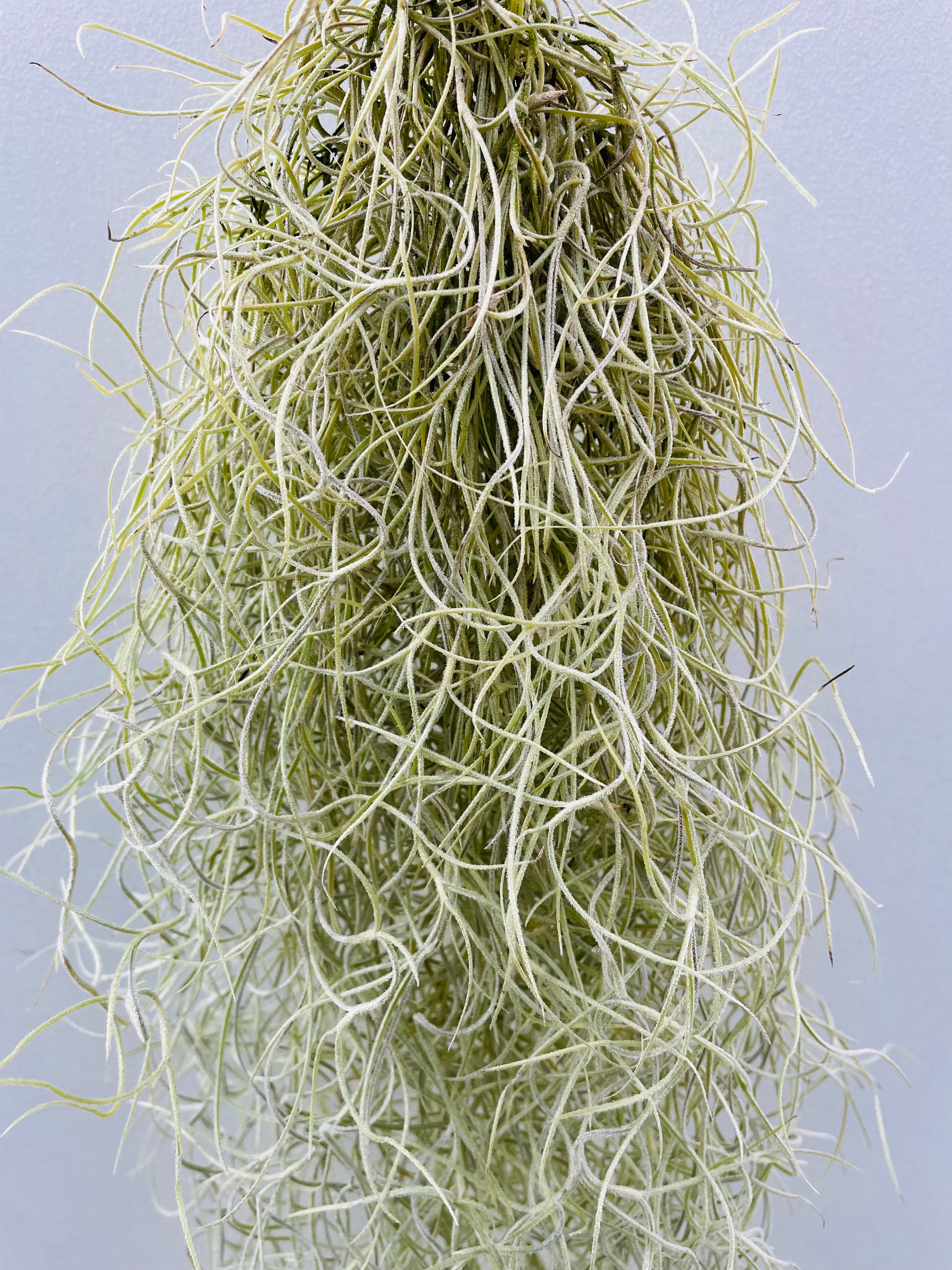 Bilde av Tillandsia usneoides-Spanne Plantesalg