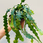 Bilde av Epiphyllum ang. ‘Fishbone’-Spanne Plantesalg