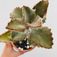 Bilde av Kalanchoe beharensis-Spanne Plantesalg