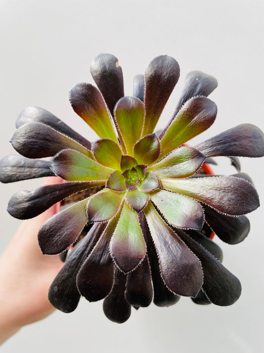 Bilde av Aeonium arboreum ‘Schwartzkopf’ 10 cm potte-Spanne Plantesalg