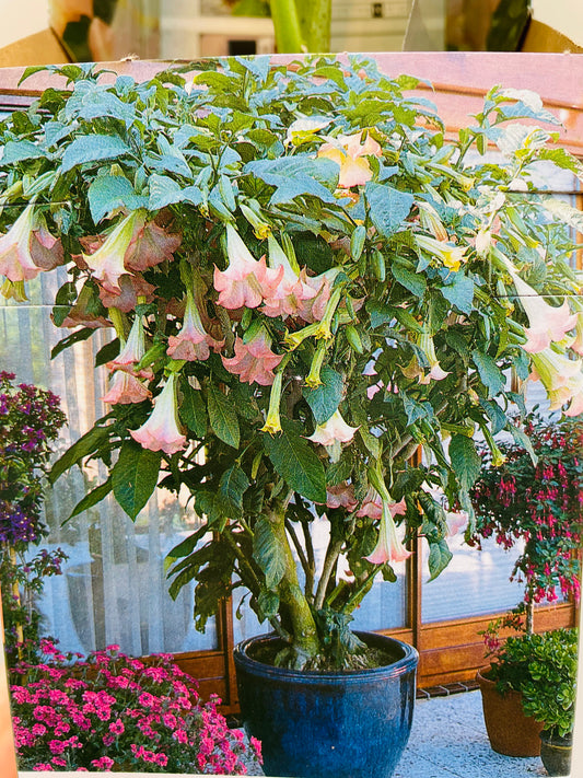 Bilde av Brugmansia rosa 10 cm potte-Spanne Plantesalg