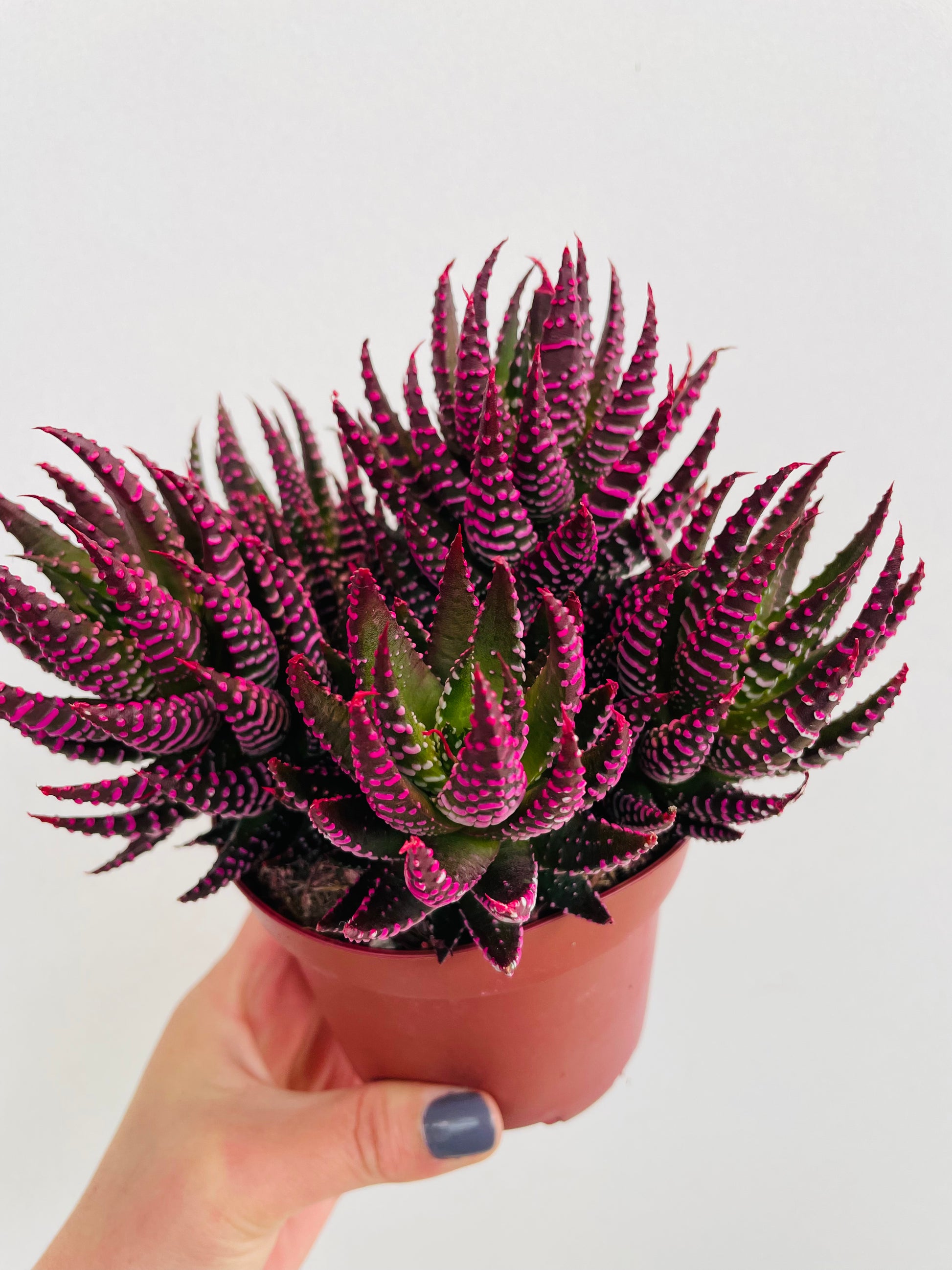Bilde av Haworthia fasciata ‘Makeup’-Spanne Plantesalg