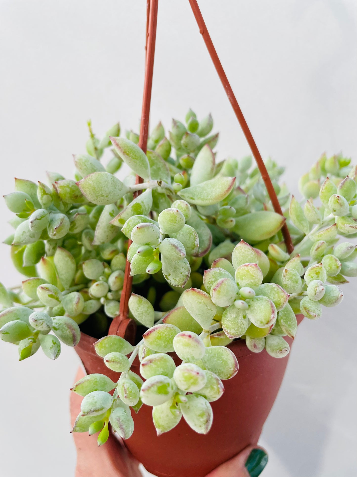 Cotyledon pendens