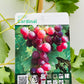 Bilde av Vitis ‘Cardinal’-Spanne Plantesalg