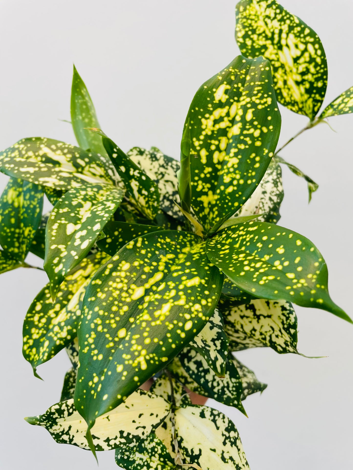 Dracaena godseffiana 'Florida Beauty'