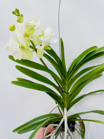 Vanda 4