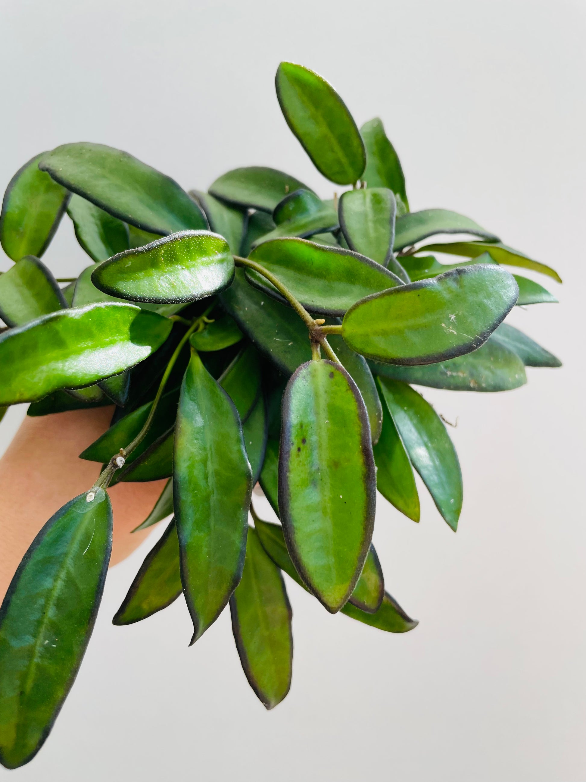 Bilde av Hoya ‘Rosita’-Spanne Plantesalg