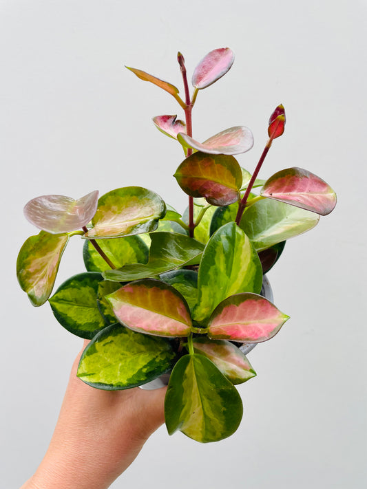 Bilde av Hoya australis ‘Lisa’-Spanne Plantesalg