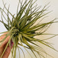 Bilde av Tillandsia Ionantha Silver-Spanne Plantesalg