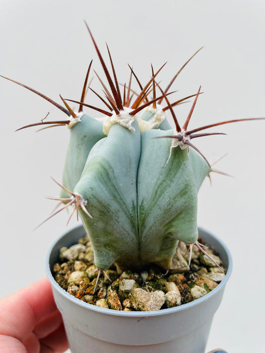 Echinocactus ingens 6 cm potte