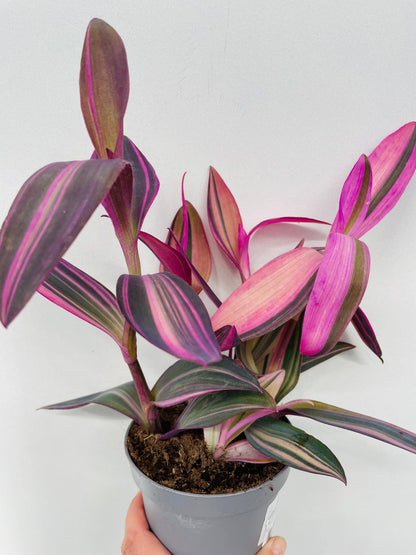 Tradescantia pallida