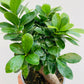 Bilde av Ficus ginseng-Spanne Plantesalg