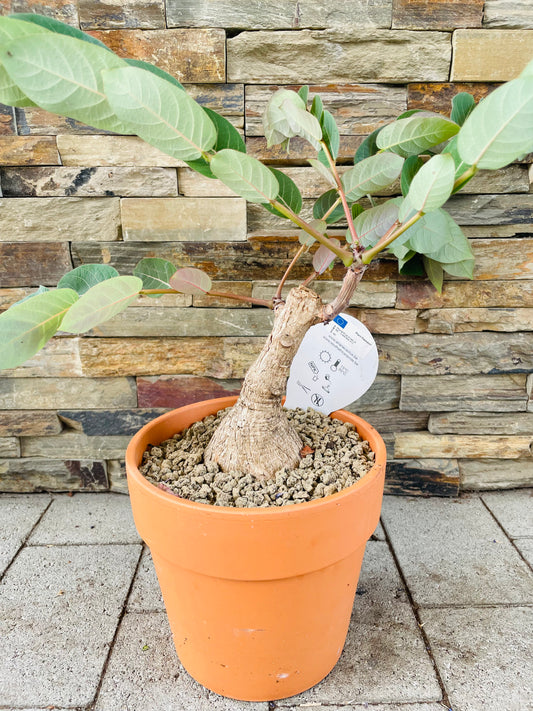 Bilde av Phyllanthus mirabilis-Spanne Plantesalg