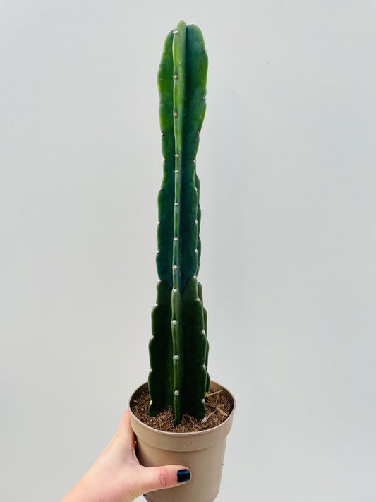 Bilde av Cereus jamacaru ‘Cuddly Cactus’-Spanne Plantesalg