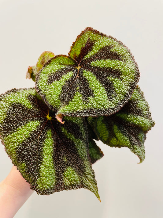Bilde av Begonia masoniana 12 cm potte-Spanne Plantesalg