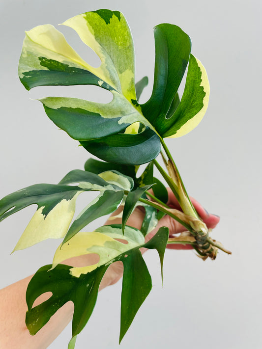 Bilde av Rhaphidophora tetrasperma variegata toppstikling 3-Spanne Plantesalg