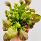Bilde av Sarracenia psittacina-Spanne Plantesalg