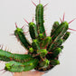 Euphorbia enopla