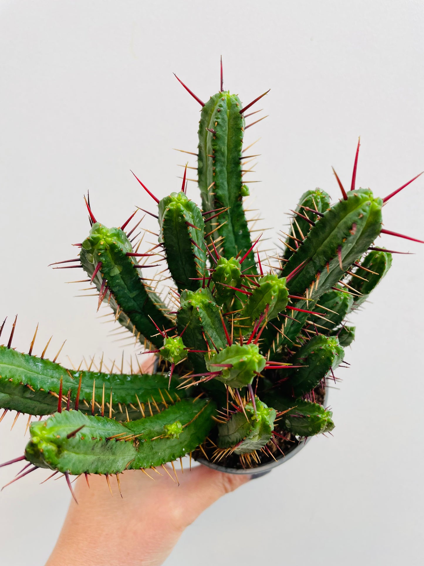 Euphorbia enopla