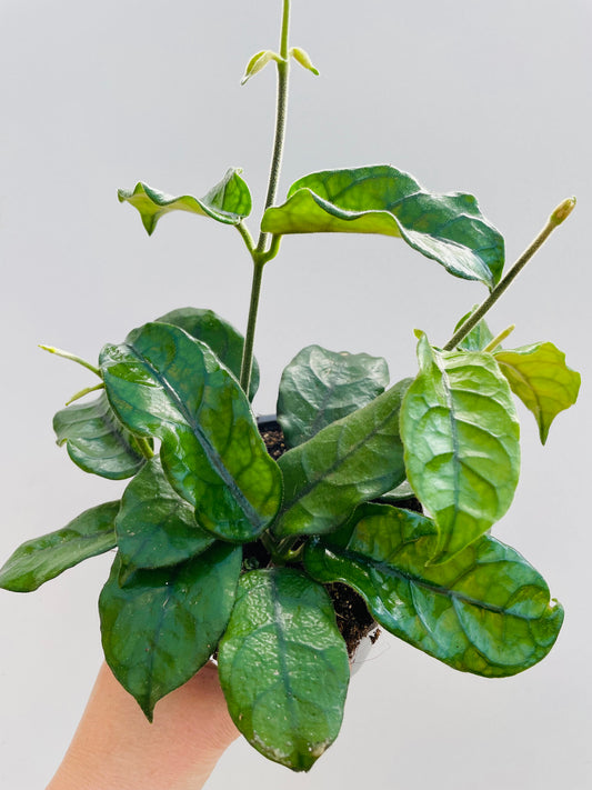 Bilde av Hoya globulosa-Spanne Plantesalg