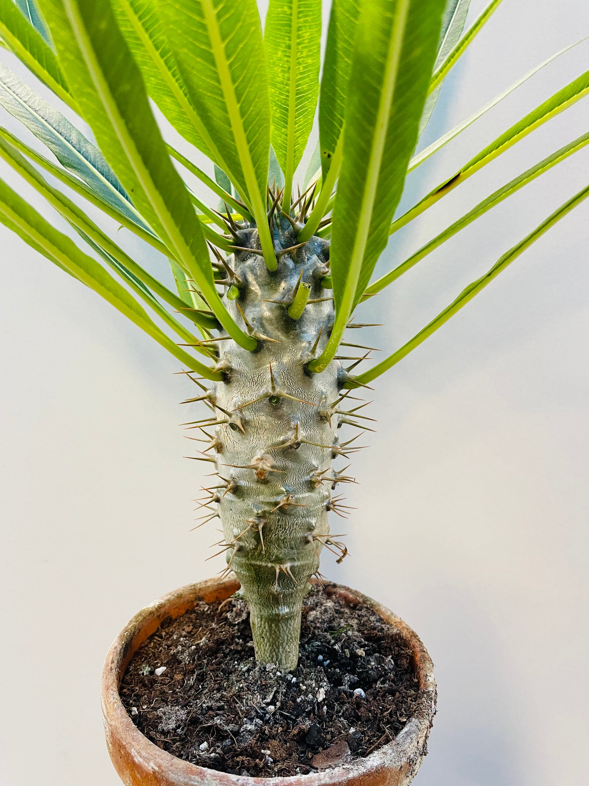 Bilde av Pachypodium lamerei-Spanne Plantesalg