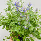 Bilde av Nepeta x faassenii-Spanne Plantesalg