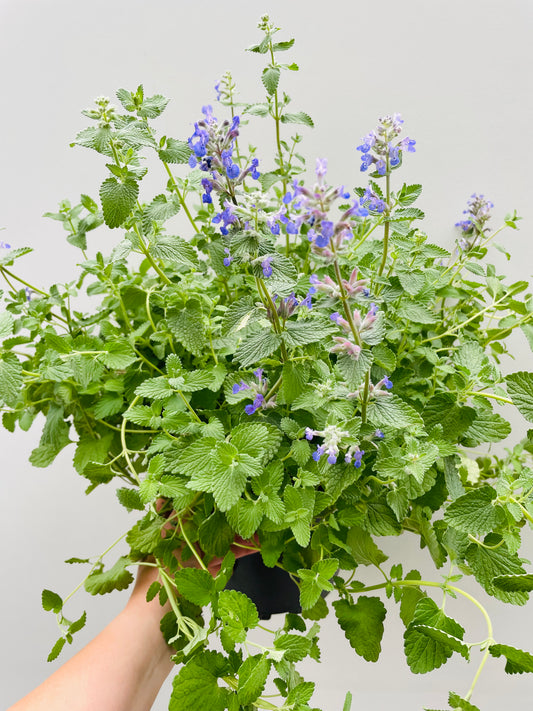 Bilde av Nepeta x faassenii-Spanne Plantesalg
