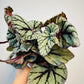 Bilde av Begonia rex ‘Fedor’ 12 cm potte-Spanne Plantesalg