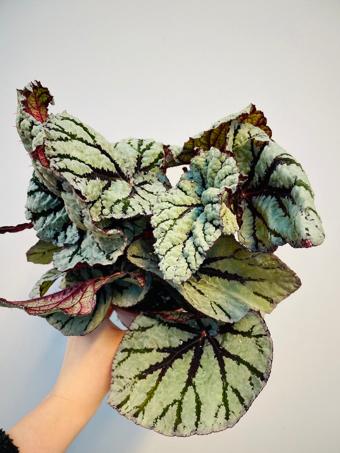 Bilde av Begonia rex ‘Fedor’ 12 cm potte-Spanne Plantesalg