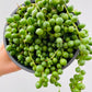 Bilde av Senecio ‘String Of Pearls’-Spanne Plantesalg